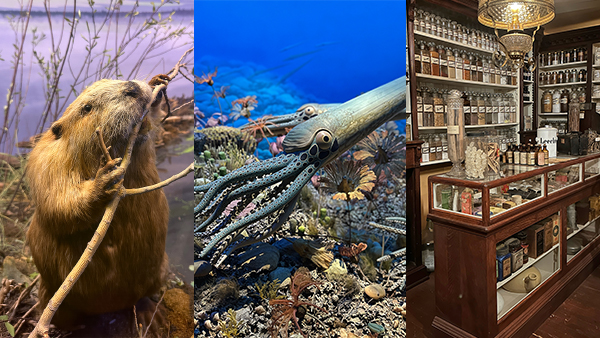 Beaver Diorama, Silurian Reef Diorama, and Apothecary