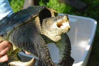 snapping turtle