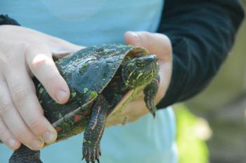 box turtle