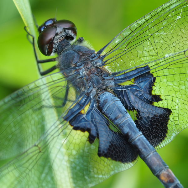Black Saddlebags Dragonfly