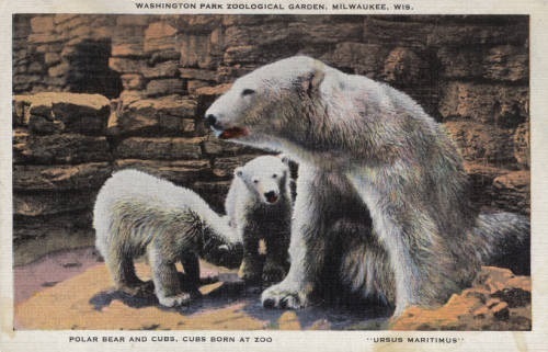 polar bears postcard