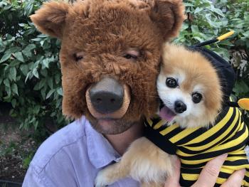 bear holding dog dressed as bee