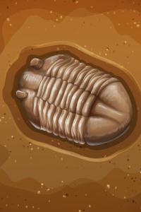 trilobite