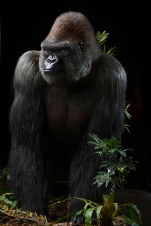 black gorilla