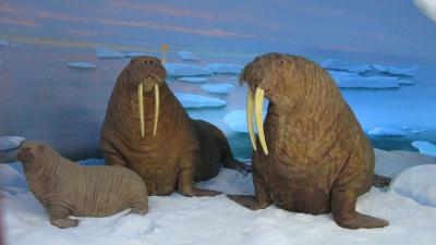 walrus