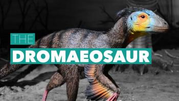 the Dromaeosaur