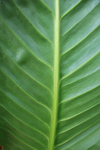 leaf