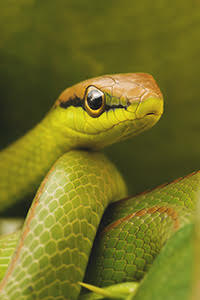 green snake