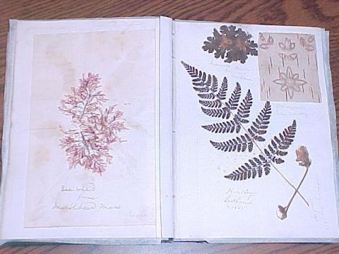 pressed plants