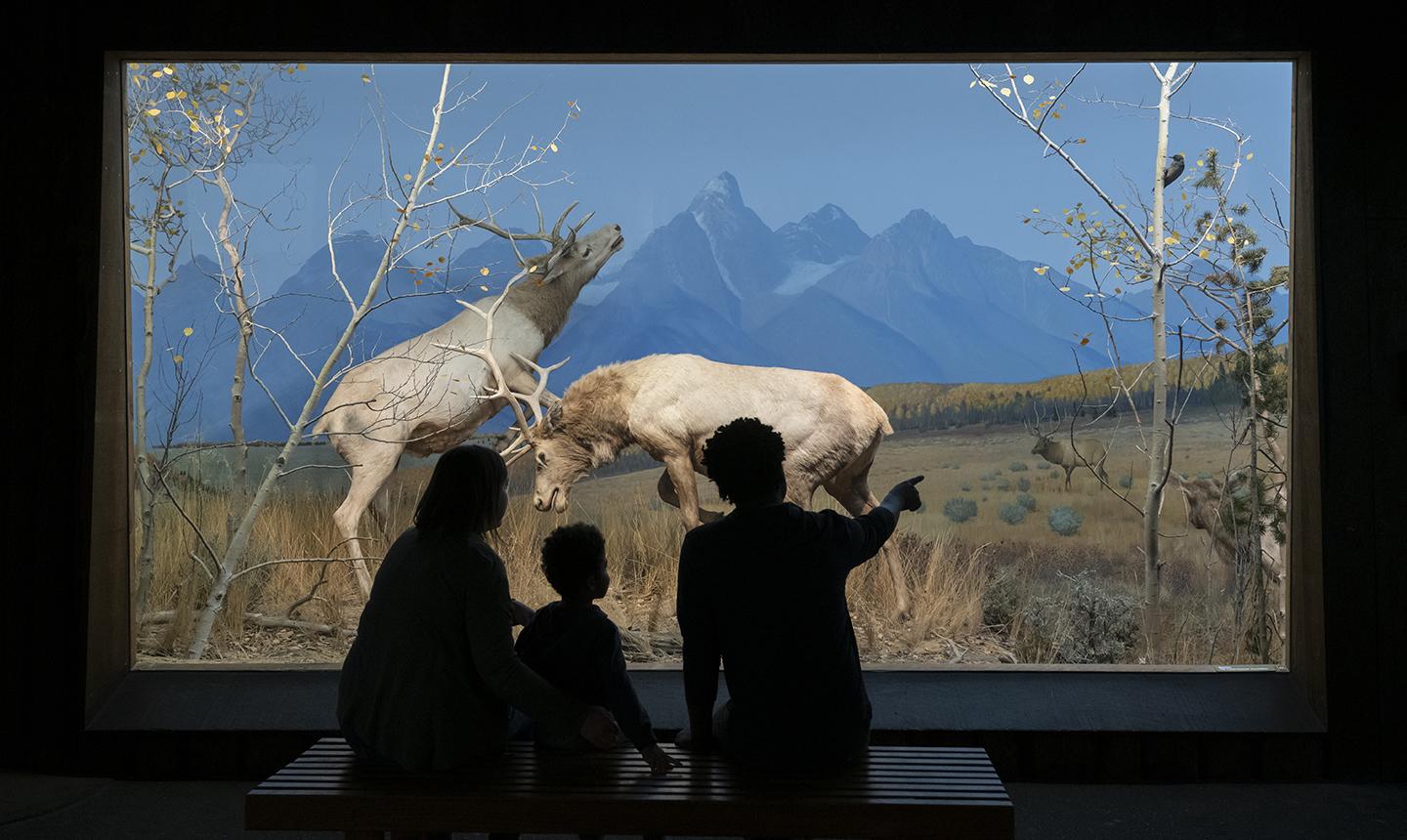 Elk diorama