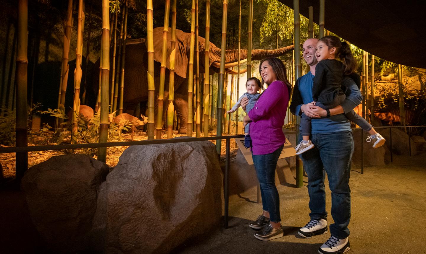 Family of four looking at the Africa diorama with Timba the elephant