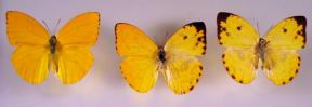 orange butterflies